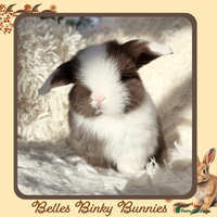 Mini Lop rabbits - Advert 1