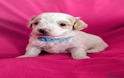 Maltipoo dogs for sale: Beautiful Toy Maltipoo Puppies - Advert 1