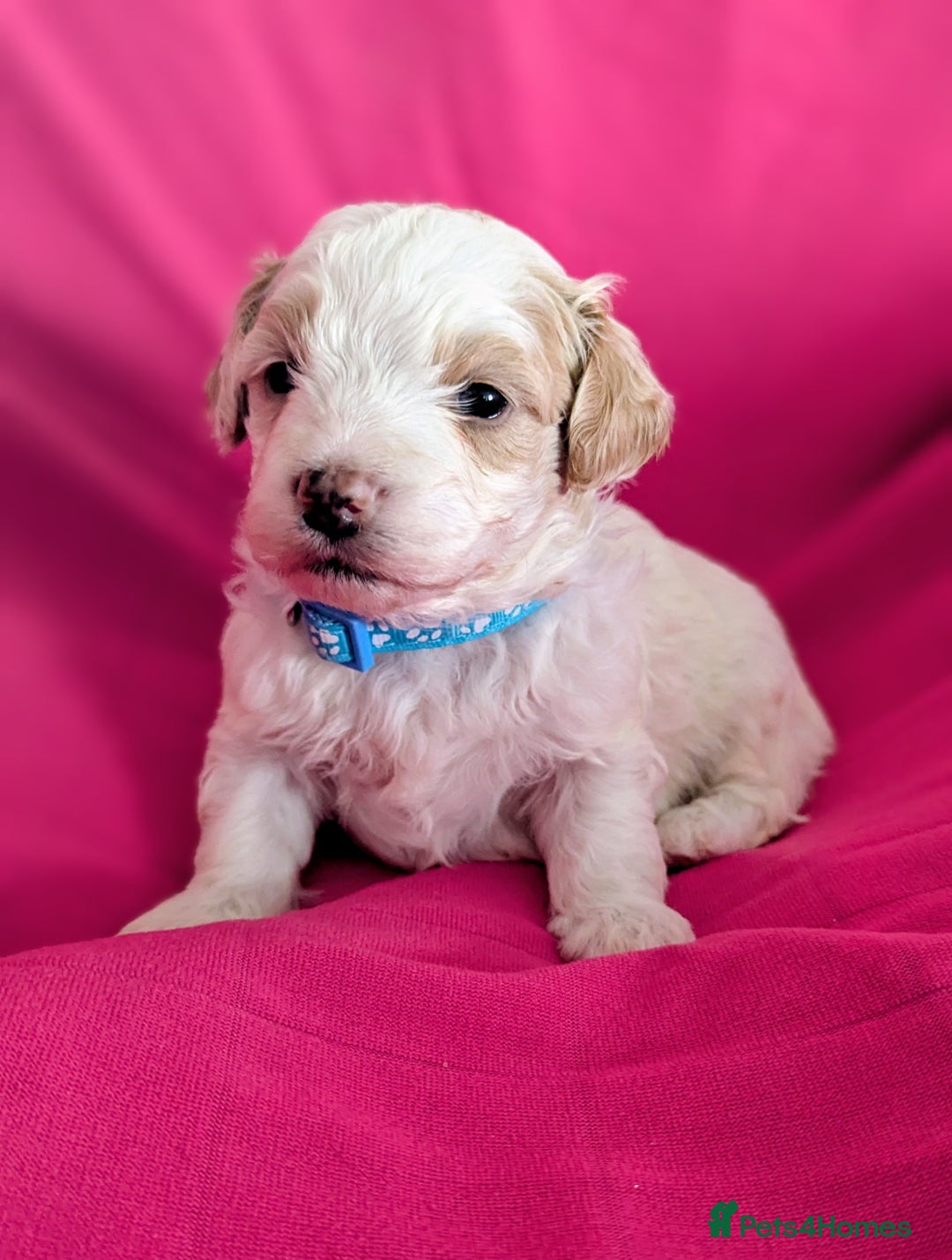 Maltipoo dogs for sale: Beautiful Toy Maltipoo Puppies - Advert 1