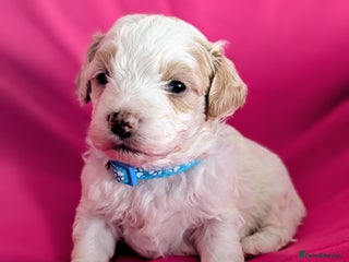 Maltipoo dogs Beautiful Toy Maltipoo Puppies - Advert 3