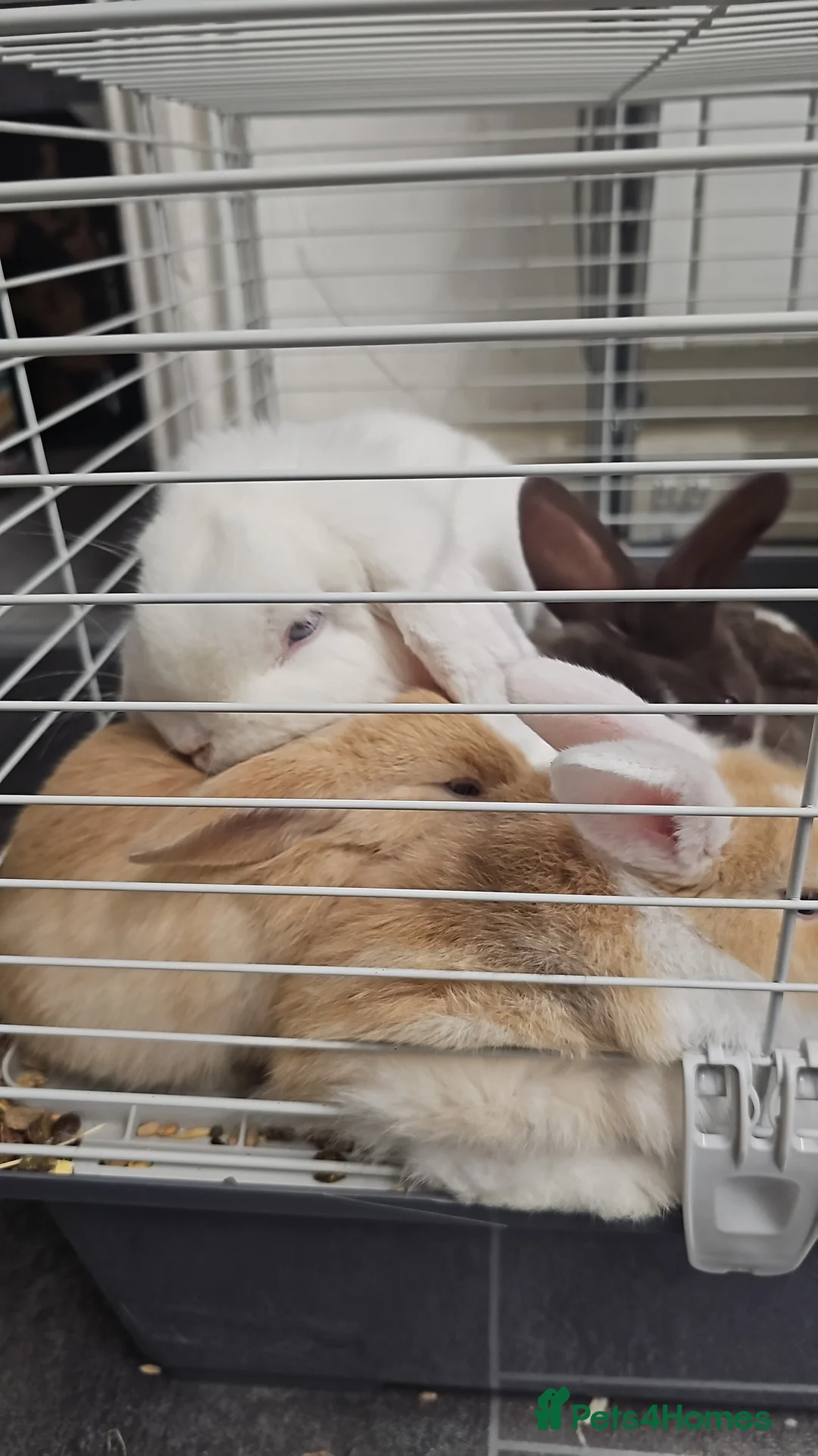Mixed Breed rabbits for sale: 3 baby bunnies ready for their forever home - Advert 30