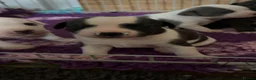 Staffordshire Bull Terrier dogs for sale: Exceptional litter of Staffie puppies - Advert 18