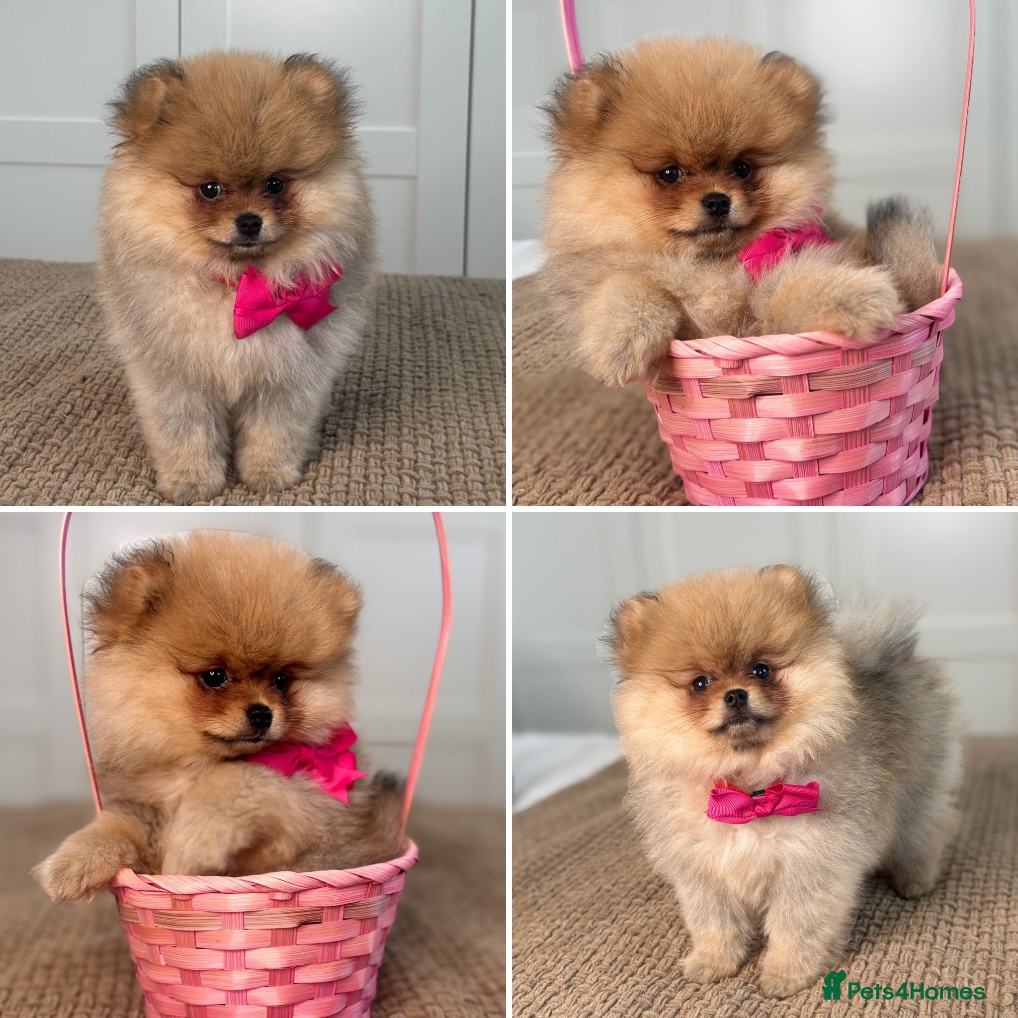 Pomeranian dogs KC Pomeranian tiny little bear 🐻 Only one left  - Advert 1
