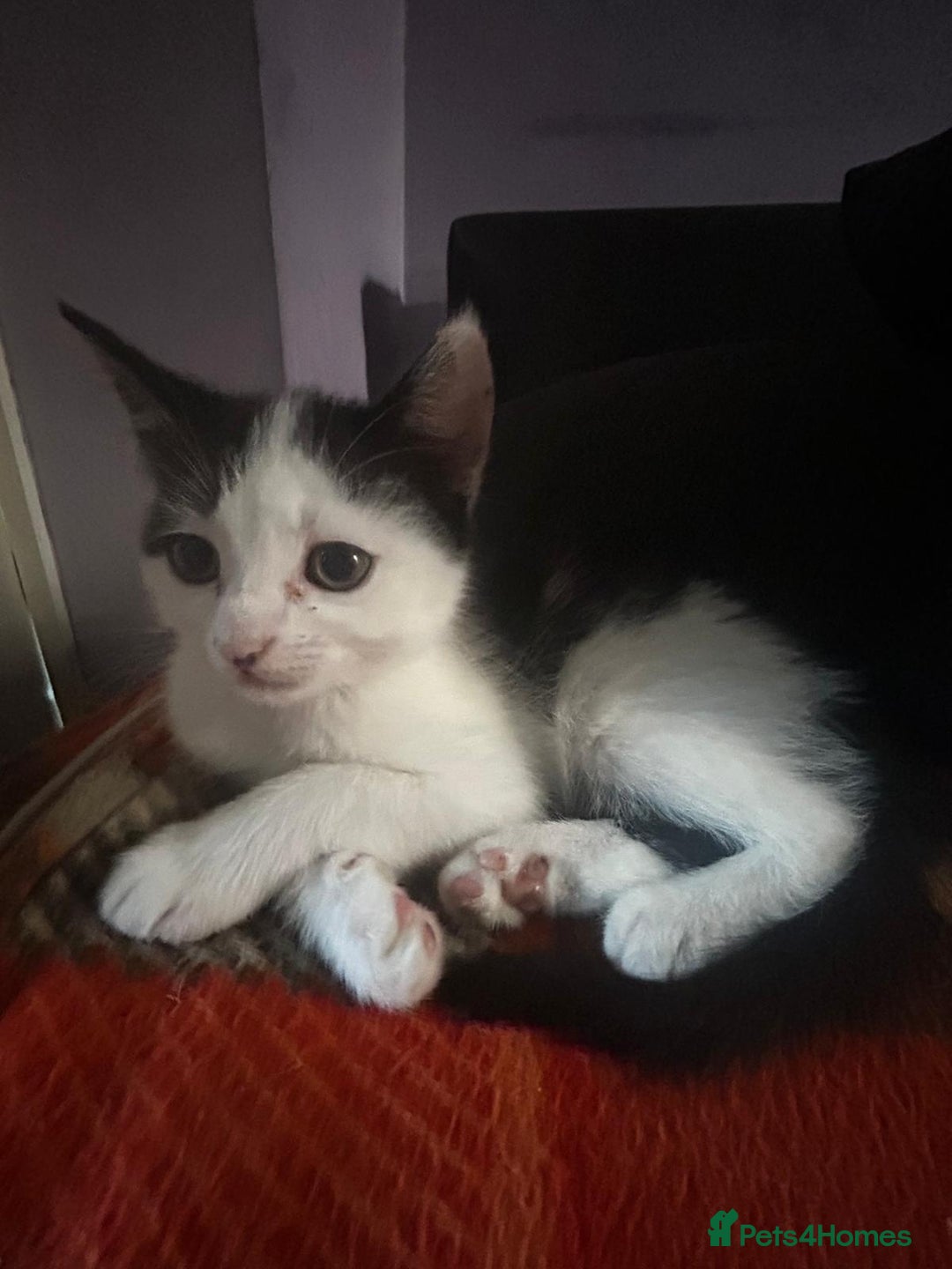 Mixed Breed cats for sale: 2 Female kittens  - Image 3