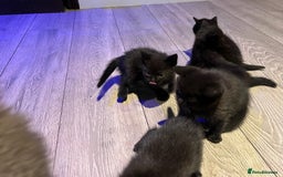 Mixed Breed cats for sale: Mixed breed Kittens M & F (British Blue mother) - Image 2