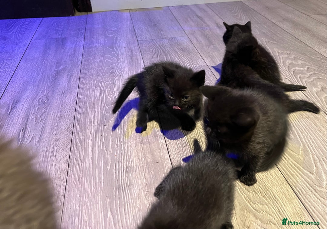 Mixed Breed cats for sale: Mixed breed Kittens M & F (British Blue mother) - Image 2