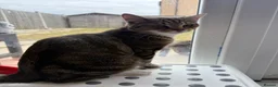 Mixed Breed cats for sale: Tabby cat temu - Advert 7