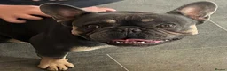 French Bulldog dogs for sale: Beautiful female frenchie  - Advert 4