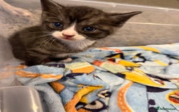 British Shorthair cats for sale: British Shorthair Cross Kittens  - Image 13