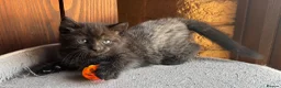 Ragdoll cats for sale: Lovely Kittens - Advert 6