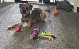 Border Terrier dogs for stud: KC border terrier  - Image 4