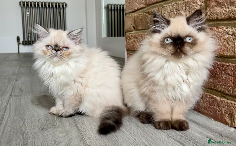 Persian cats - Advert 12