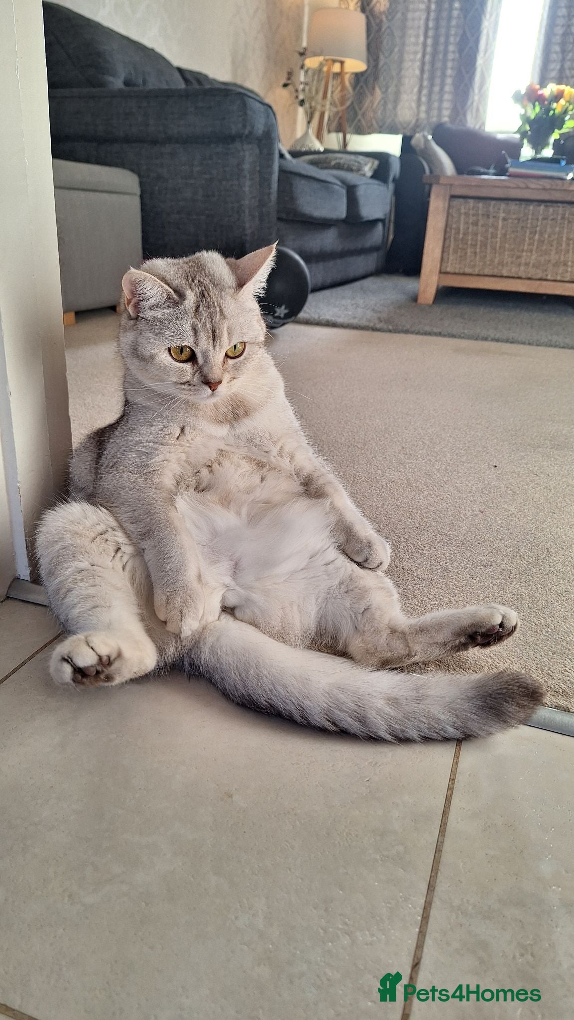 British Shorthair cats Adorable playful kittens ready to be loved 💕  - Advert 12