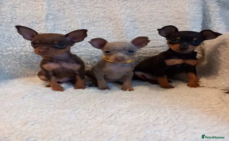 Miniature Pinscher dogs KC Reg Miniature Pinschers, 3 remaining. - Advert 2
