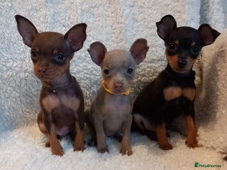 Miniature Pinscher dogs KC Reg Miniature Pinschers, 3 remaining. - Advert 8