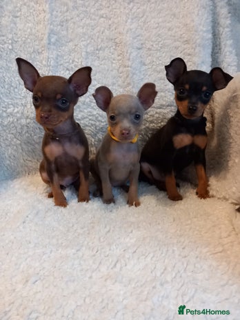 Miniature Pinscher dogs KC Reg Miniature Pinschers, 3 remaining. - Advert 2