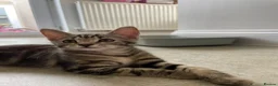 Mixed Breed cats for sale: Half Bengal Kitten  - Advert 2