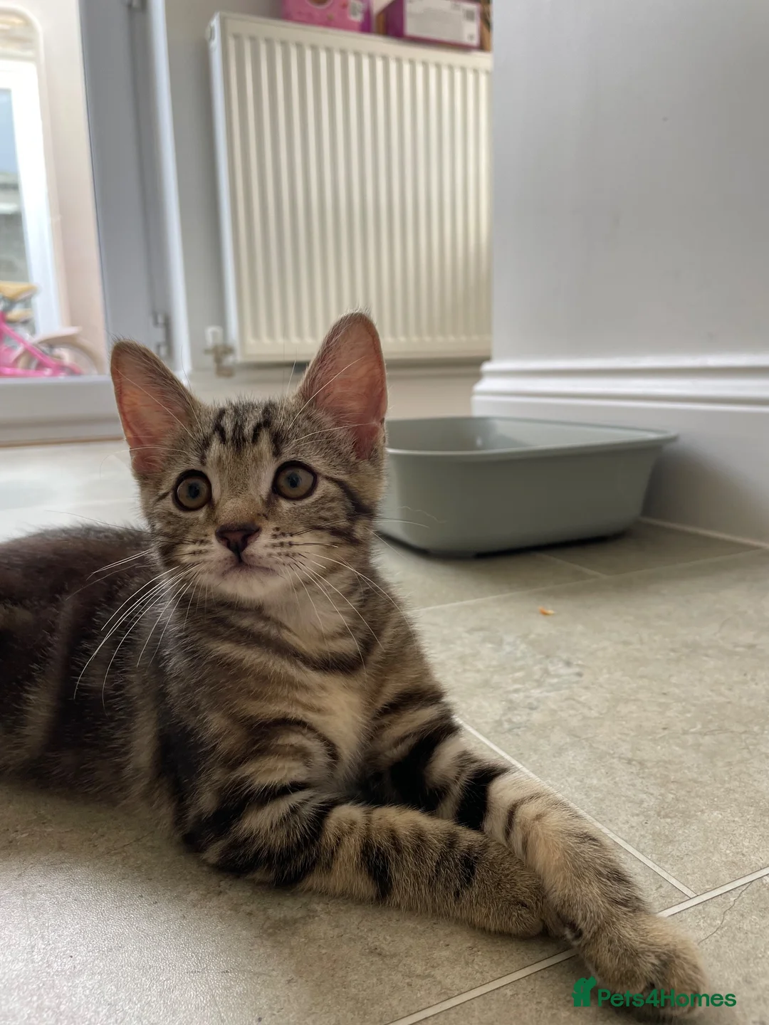 Mixed Breed cats for sale: Half Bengal Kitten  - Advert 2