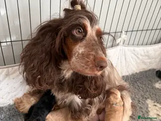 Cockapoo dogs F1 cockapoo puppies - Advert 15