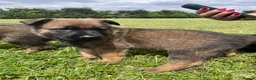 Mixed Breed dogs for sale: Malinios x DDR German Shepard puppies  - Advert 14