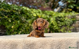 Miniature Dachshund dogs for sale: Long Haired Miniature Dachshunds - READY NOW! - Image 17