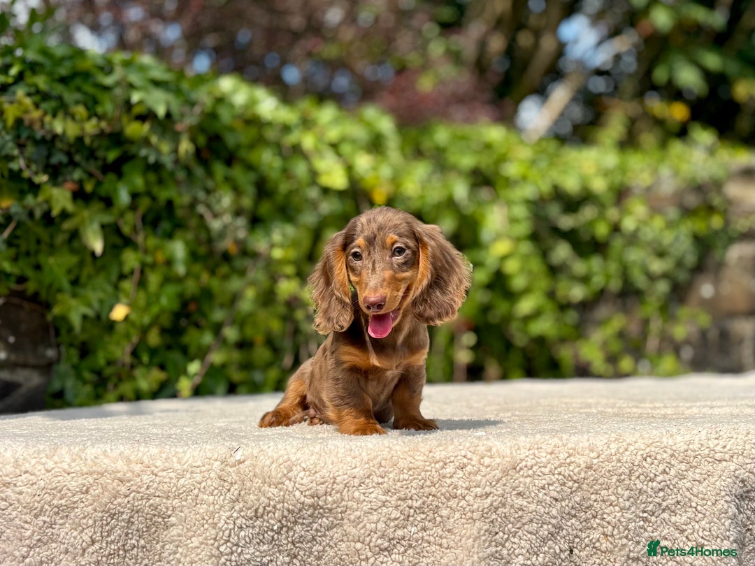 Miniature Dachshund dogs for sale: Long Haired Miniature Dachshunds - READY NOW! - Image 17