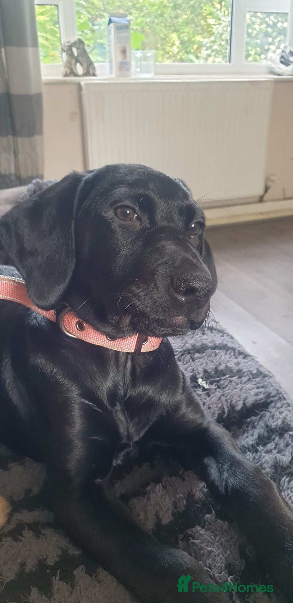 Mixed Breed dogs Beautiful Lab x Pointer Black Girl (LAST OF 11) - Advert 1