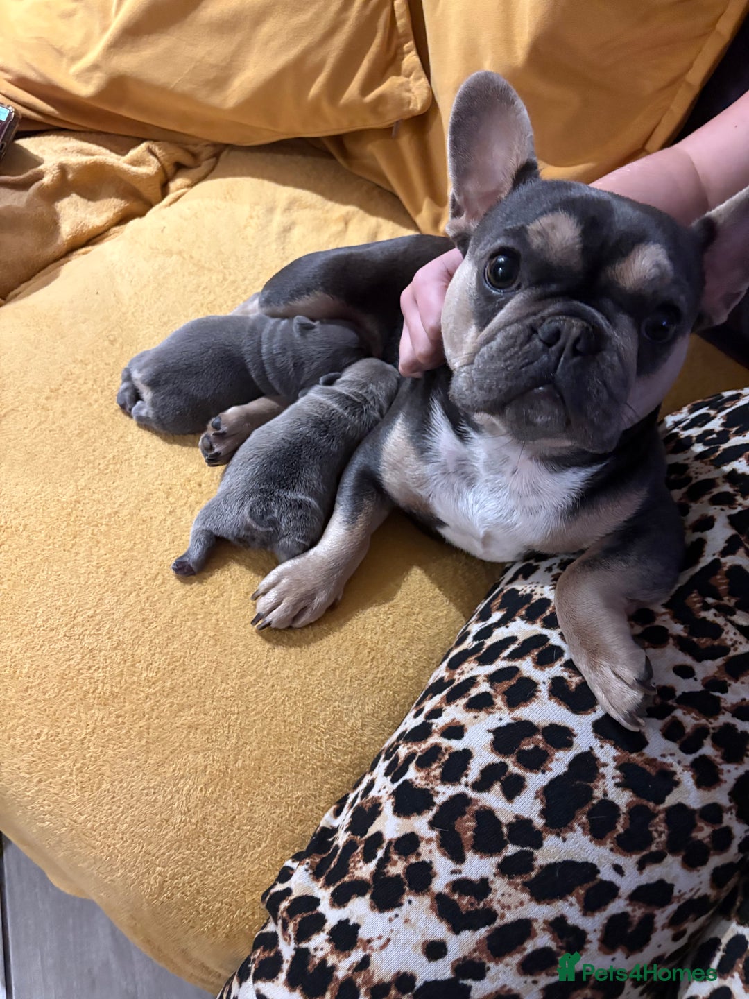 French Bulldog dogs for sale: One boy, one girl French bulldogs - Advert 1