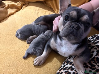 French Bulldog dogs One boy, one girl French bulldogs - Advert 1