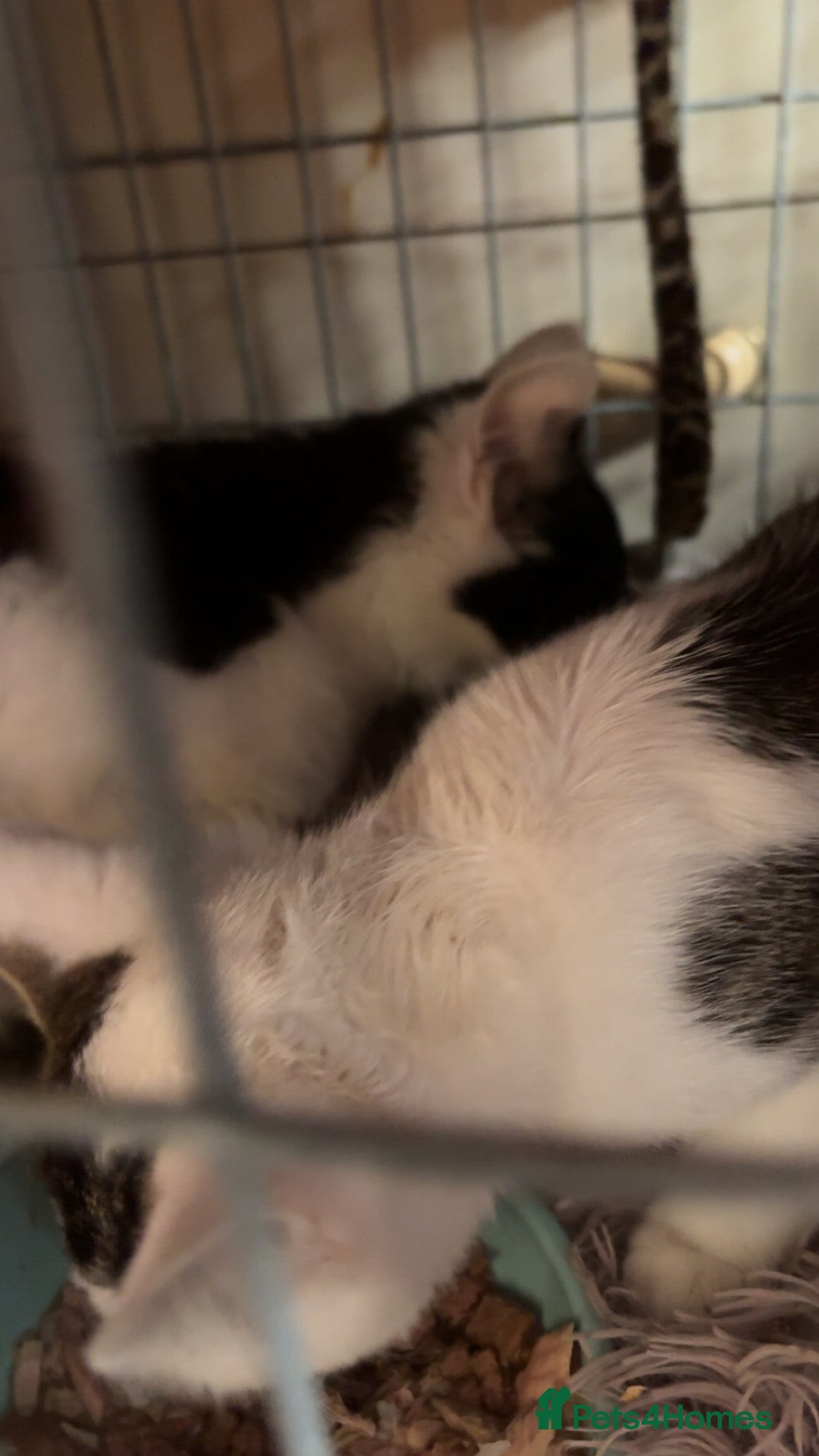 Domestic Shorthair cats for sale: Ziggy, zeke and zane, rescued kittens🥰 - Image 6