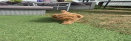 Toy Poodle dogs for sale: Stunning toy poodle puppies ready to leave now! - Advert 2