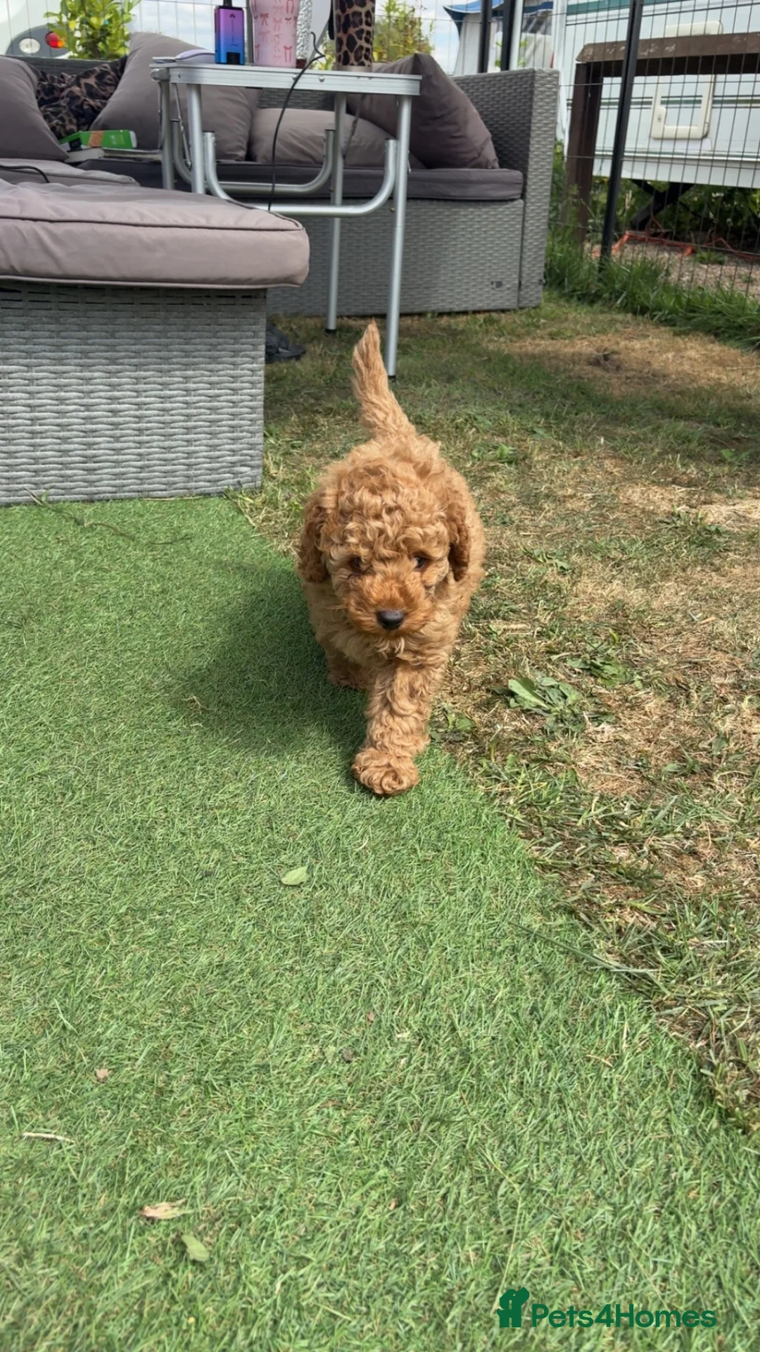 Toy Poodle dogs for sale: Stunning toy poodle puppies ready to leave now! - Advert 2