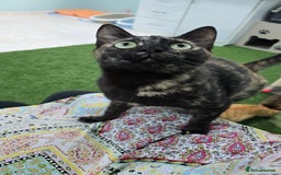 Mixed Breed cats for adoption: [Indoors Only] Lovely & affectionate Cuddlebugs - Image 25