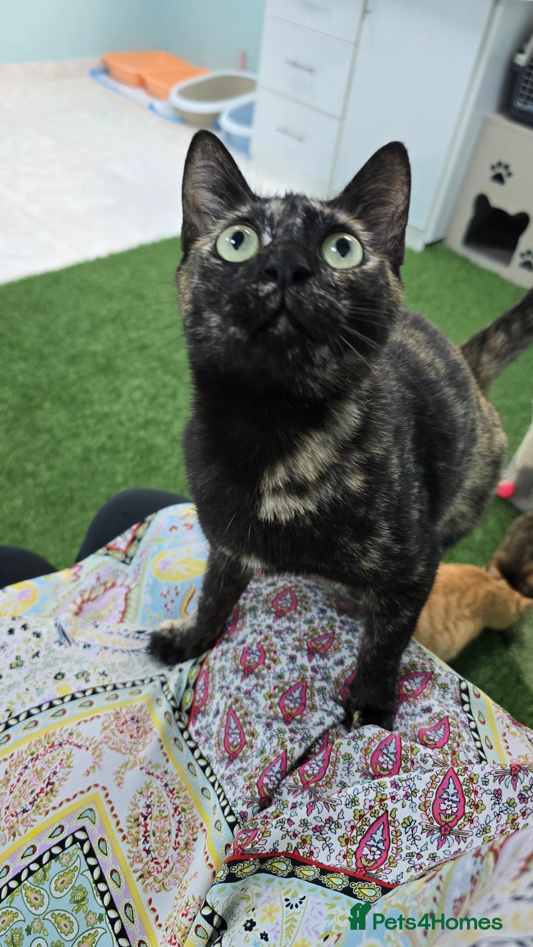 Mixed Breed cats for adoption: [Indoors Only] Lovely & affectionate Cuddlebugs - Image 25