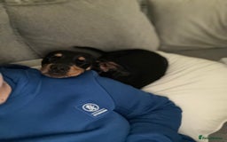 Mixed Breed dogs for sale: Ziggy 2 year old mini pincher - Advert 1