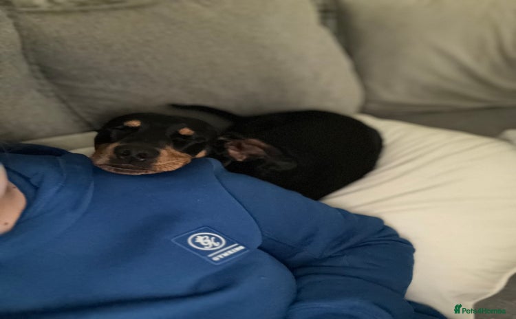 Mixed Breed dogs Ziggy 2 year old mini pincher - Advert 4