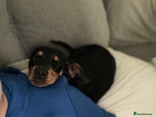 Mixed Breed dogs for sale: Ziggy 2 year old mini pincher - Advert 1