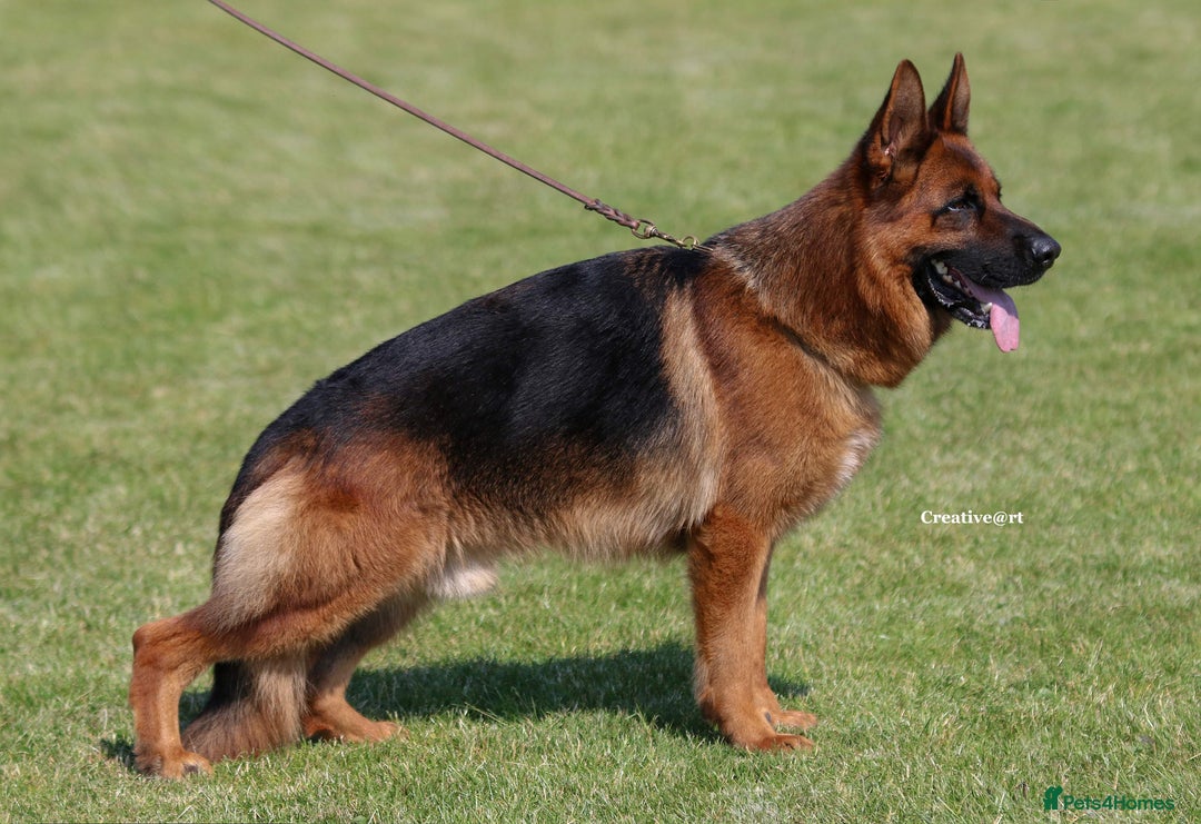 German Shepherd dogs for sale: World class German Shepherd for sale  - Image 10