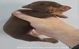 Miniature Dachshund dogs for sale: Shorthaired Minature Daschunds  - Image 18