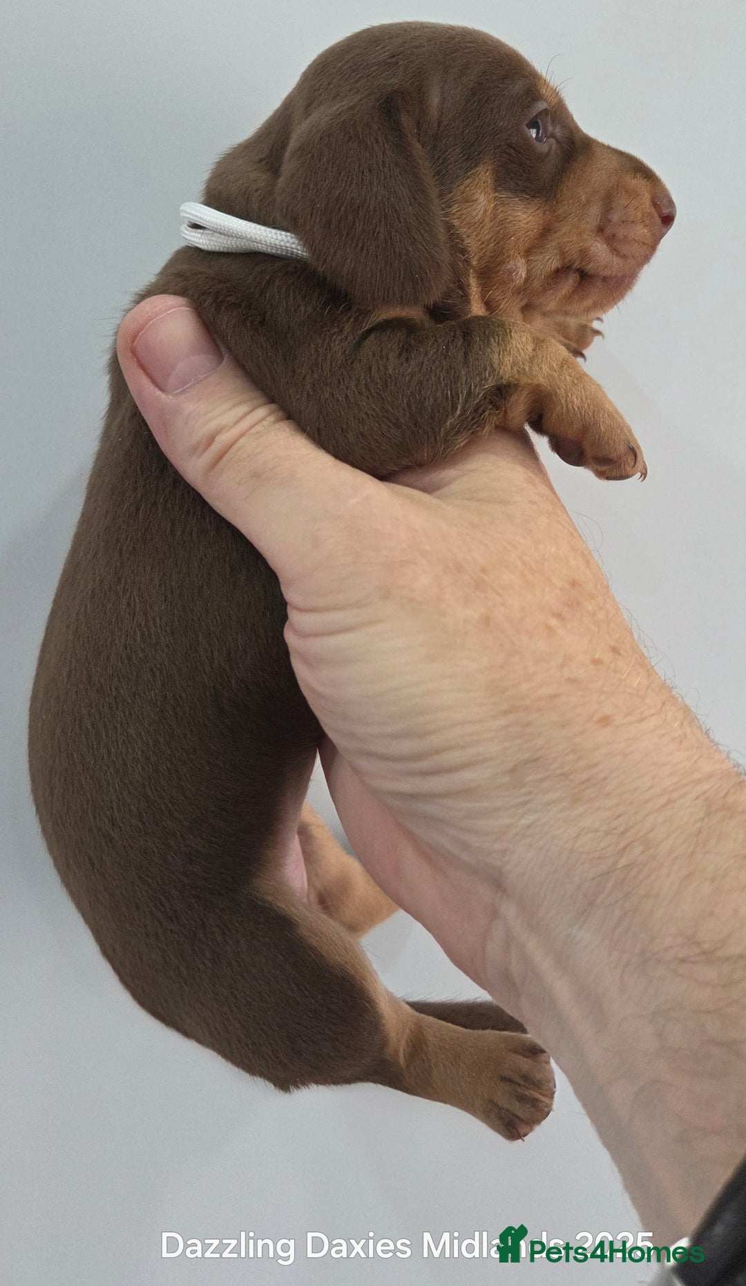Miniature Dachshund dogs for sale: Shorthaired Minature Daschunds  - Image 18