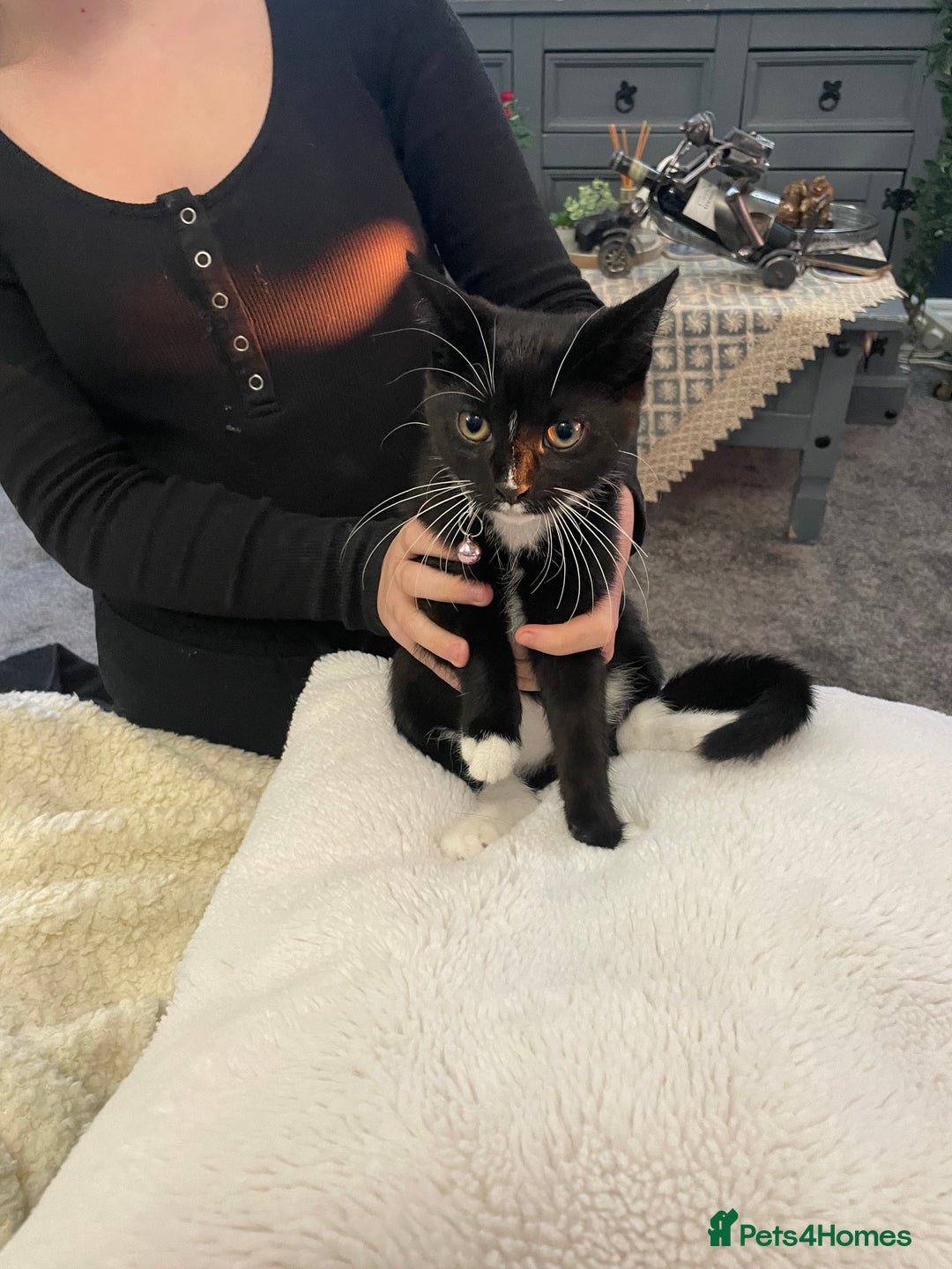 Mixed Breed cats for sale: Bethany   - Image 1