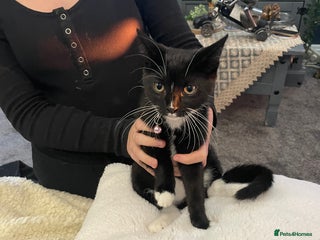 Mixed Breed cats - Advert 24