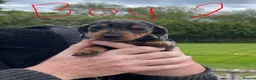 Miniature Dachshund dogs for sale: 2 K/C reg Mini Dachshund Boys For Sale in Goole - Advert 16