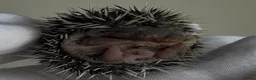 Pygmy Hedgehog rodents for sale: African Pygmy Hedgehog  in Eastleigh - Advert 16