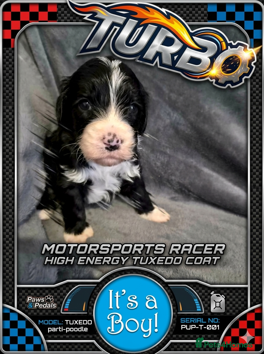 Cockapoo dogs Stunning tuxedo Cockapoo Puppies  - Advert 2