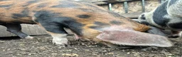 Pig livestock for sale: Pet Pigs - Advert 7