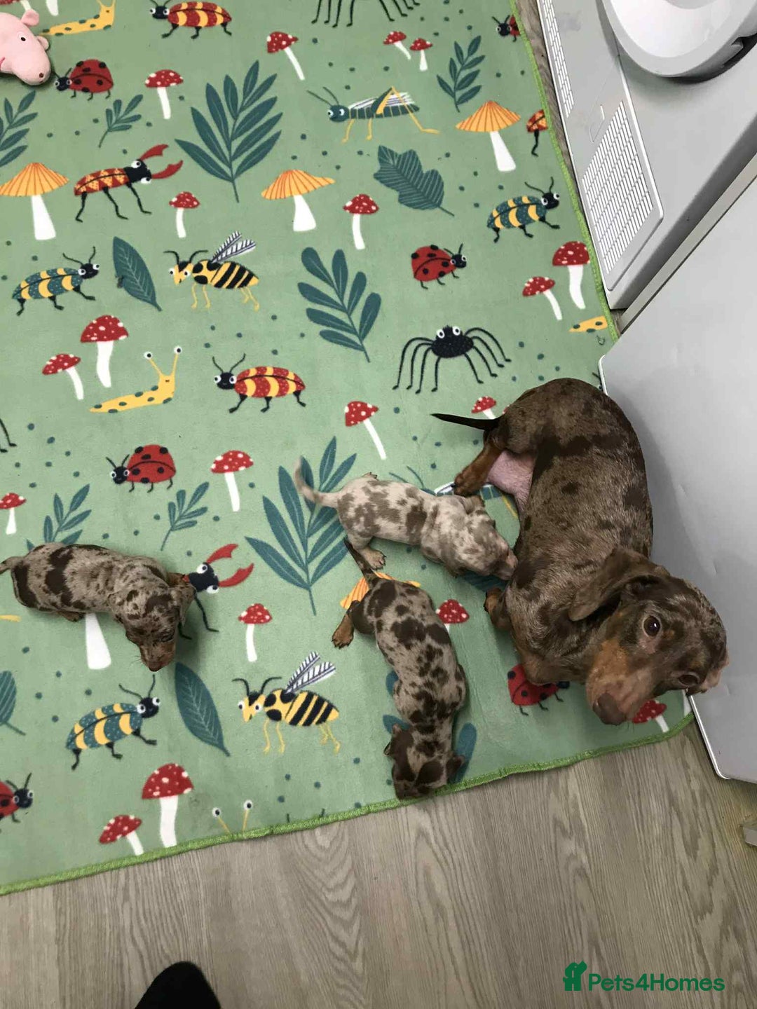 Dachshund dogs for sale: MINATURE DASHUNDS 3 boys  - Advert 3