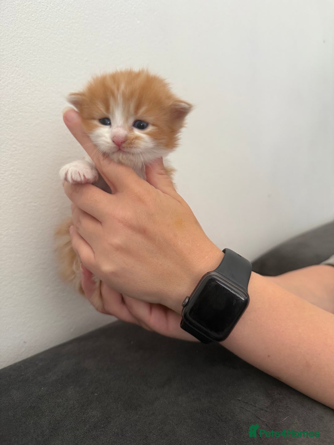Bengal cats for sale: Mixed Bengal Kittens - Image 9