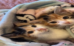 Domestic Shorthair cats for sale: semi long hair girl 9 weeks old/ price negotiable  - Image 6