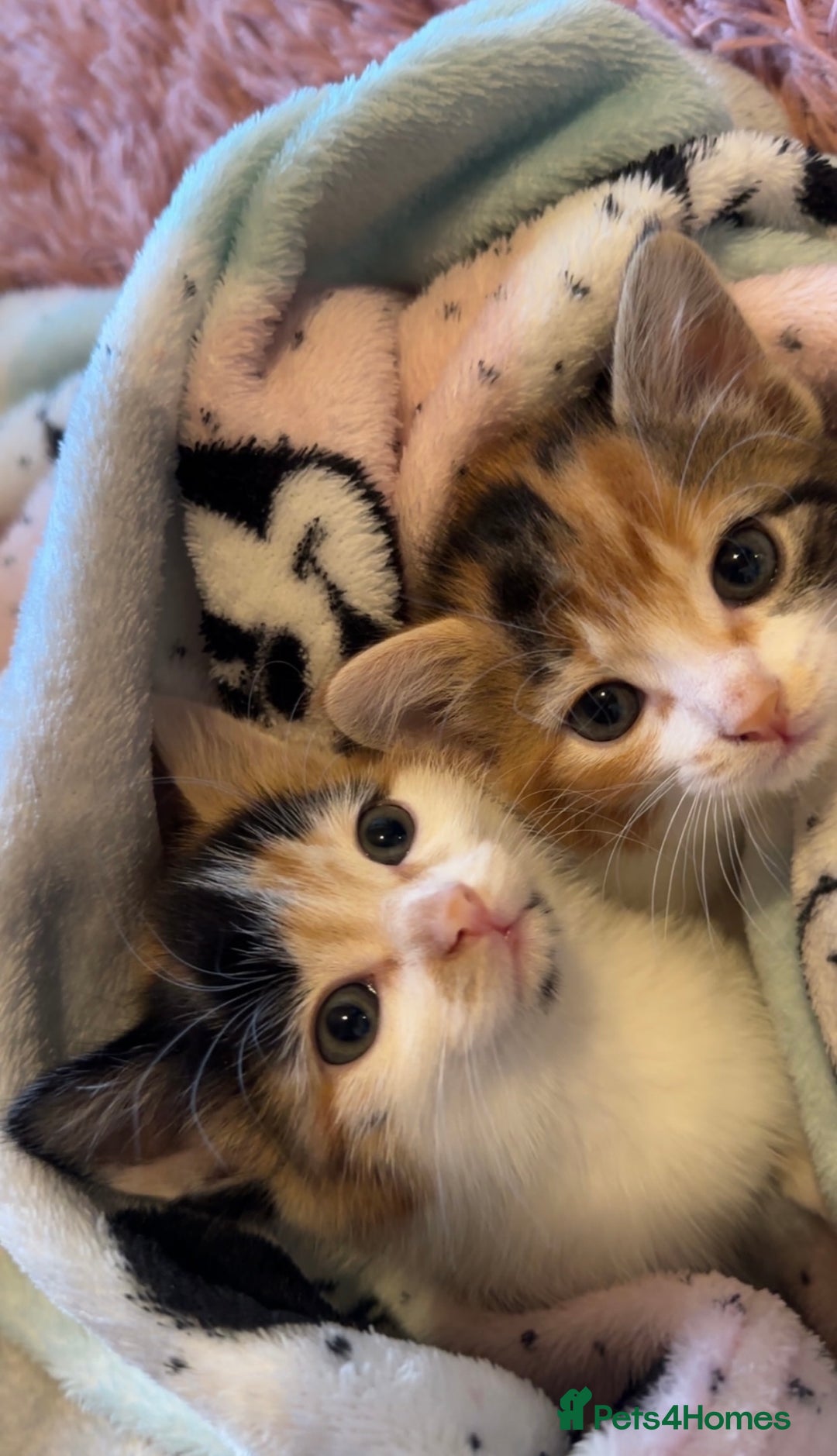 Domestic Shorthair cats for sale: semi long hair girl 9 weeks old/ price negotiable  - Image 6